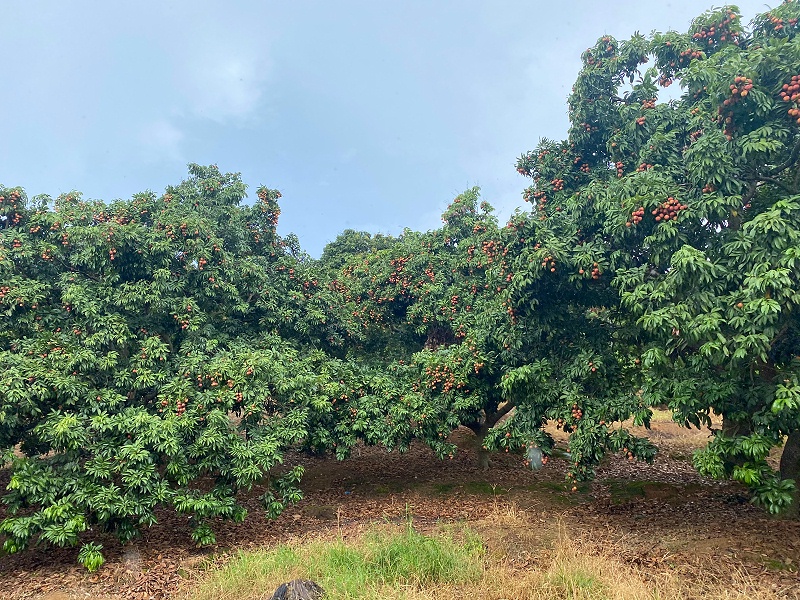 ���縣������̫�����ų�8722��֯ժ��֦�