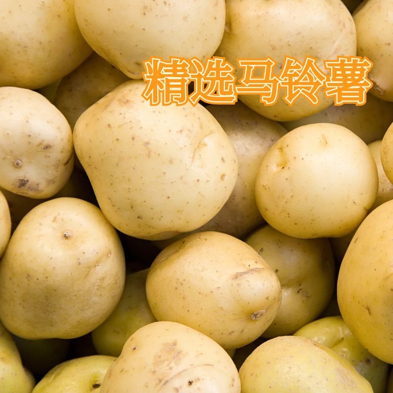 һƬһƬͣ������������С����������������������������